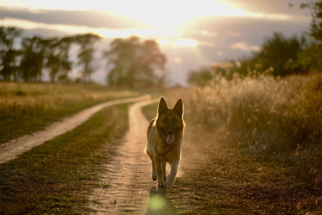 Running dog